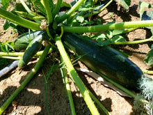 Load image into Gallery viewer, Fresh Organic Zucchini Squash
