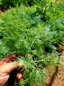 Dill - Large Bunch