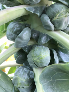 Brussel Sprouts 3 for $5
